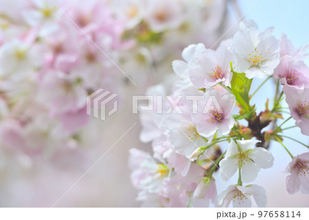 日本の春 満開の桜 日本の春 満開の桜 97658114