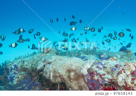 珊瑚に群れるフタスジリュウキュウスズメダイの水中写真 97658143