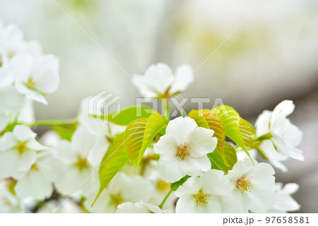日本の春 満開の桜 日本の春 満開の桜 97658581