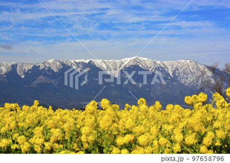 菜の花と雪山 97658796