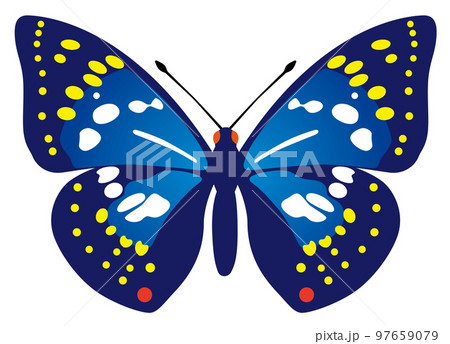 オオムラサキ オオムラサキ 97659079