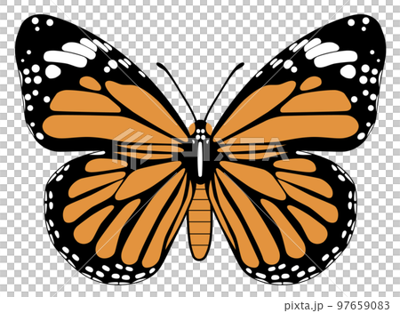 スジグロカバマダラ スジグロカバマダラ 97659083