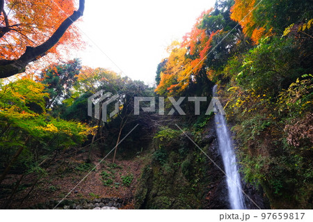 岐阜県養老公園の紅葉 97659817