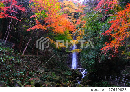 岐阜県養老公園の紅葉 97659823