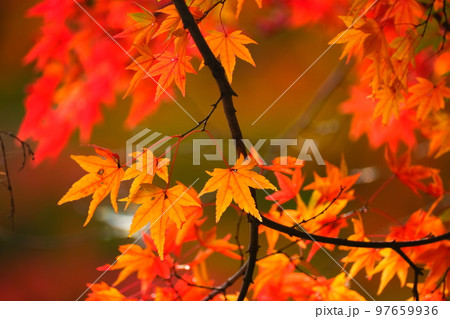 岐阜県養老公園の紅葉 97659936
