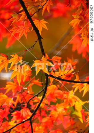岐阜県養老公園の紅葉 岐阜県養老公園の紅葉 97659937