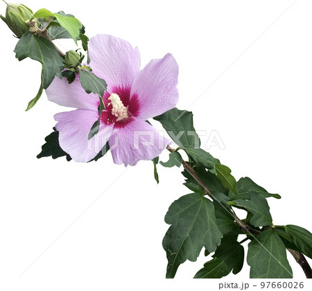 ムクゲ 花 植物 97660026