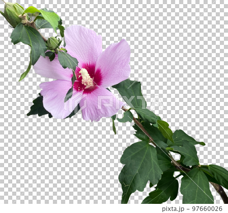 ムクゲ 花 植物 97660026