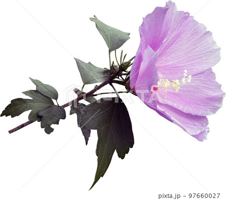ムクゲ 花 植物 97660027
