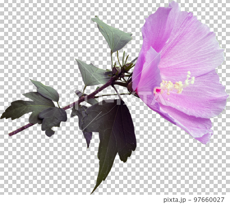 ムクゲ 花 植物 97660027