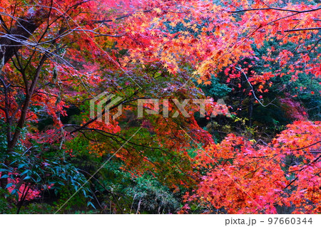 京都八瀬雨の紅葉狩り 京都八瀬雨の紅葉狩り 97660344