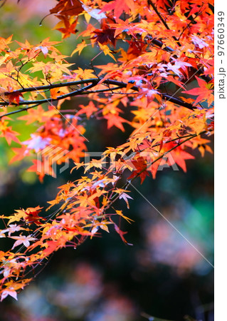 京都八瀬雨の紅葉狩り 97660349
