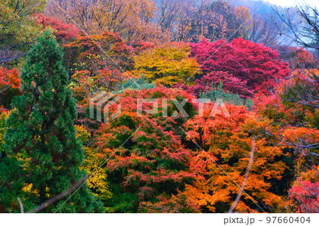 京都八瀬雨の紅葉狩り 京都八瀬雨の紅葉狩り 97660404