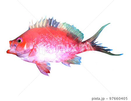 さくらだい 97660405