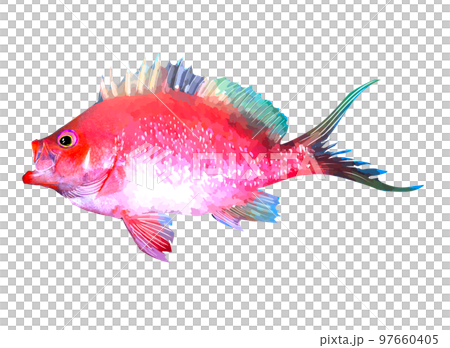 Sakura Dai Sakura Dai 97660405