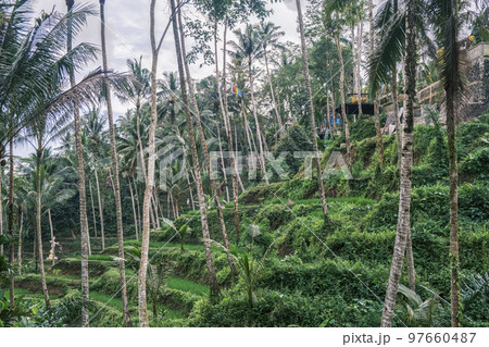 Tegallalang rice terraces in Ubud on the island of Bali in Indonesia. Picturesque cascading rice fields with palm trees in the background. Nature, sights of Bali Tegallalang rice terraces in Ubud on the island of Bali in Indonesia. Picturesque cascading rice fields with palm trees in the background. Nature, sights of Bali 97660487