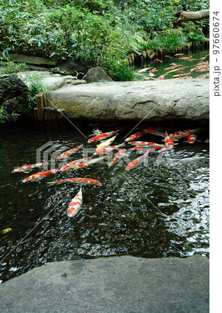 鯉, コイ, こい, 魚, 錦鯉, にしきごい, 赤い鯉, 黄色鯉, 観賞, 綺麗, 美しい, 目黒 鯉, コイ, こい, 魚, 錦鯉, にしきごい, 赤い鯉, 黄色鯉, 観賞, 綺麗, 美しい, 目黒 97660674