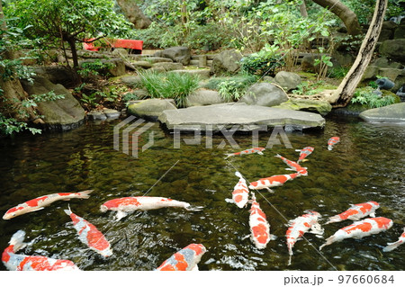 鯉, コイ, こい, 魚, 錦鯉, にしきごい, 赤い鯉, 黄色鯉, 観賞, 綺麗, 美しい, 目黒 97660684