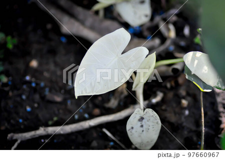 Alocasia, Alocasia macrorrhizos or Alocasia plant or bicolor alocasia or alocasia variegated 97660967
