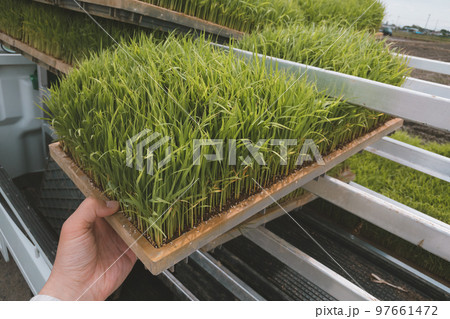 Agriculture Agriculture 97661472
