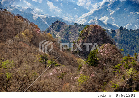 西上州・シラケ山稜線から見るアカヤシオツツジ咲く烏帽子岳 97661591