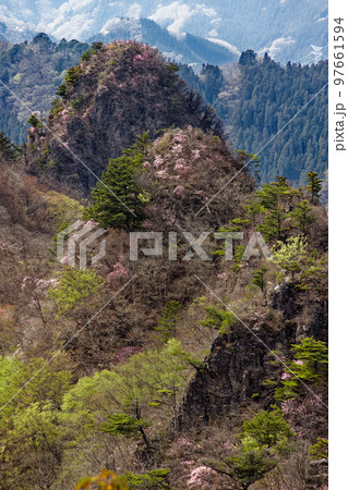 早春の西上州・シラケ山稜線から見るアカヤシオツツジ咲く烏帽子岳 97661594