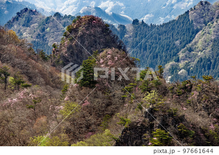 早春の西上州・シラケ山稜線から見るアカヤシオツツジ咲く烏帽子岳 97661644