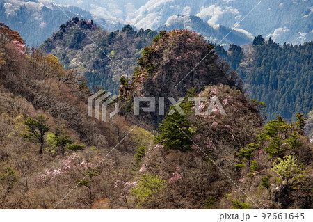 早春の西上州・シラケ山稜線から見るアカヤシオツツジ咲く烏帽子岳 97661645
