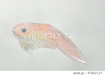 日本の魚世界の魚大集合 日本の魚世界の魚大集合 97662127