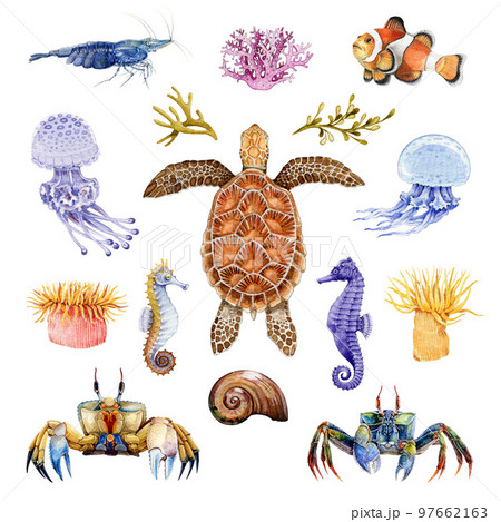 Sea life animals watercolor set. Hand drawn turtle, crab, coral fish, seahorse, jellyfish illustrations. Bright coral sea life animal set. Tropical marine wildlife elements 97662163