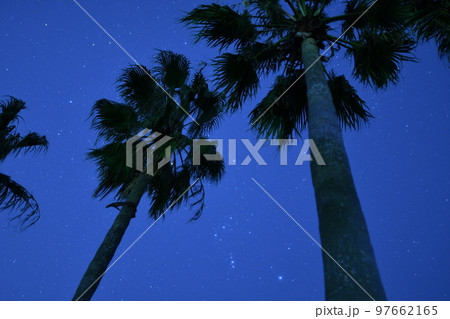 ヤシの木と星空 ヤシの木と星空 97662165