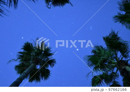 ヤシの木と星空 97662166