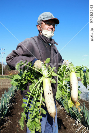 大根を収穫するシニア男性 97662243
