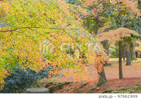 奈良公園 紅葉 奈良公園 紅葉 97662909