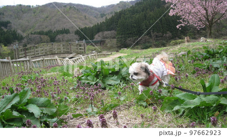 満開桜と森と山と散歩する犬 97662923
