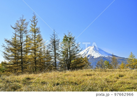 三ツ峠山から富士山と紅葉のカラマツ林 三ツ峠山から富士山と紅葉のカラマツ林 97662966