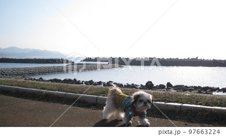 穏やかな日本海と海岸遊歩道を散歩する犬 97663224