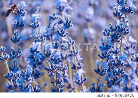 Blooming lavender pollinated by bee in a field at sunset. Proven 97663420