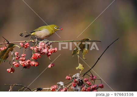マユミの実を食べるメジロ 97663536