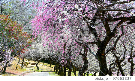 梅林公園の梅の花 梅林公園の梅の花 97663837