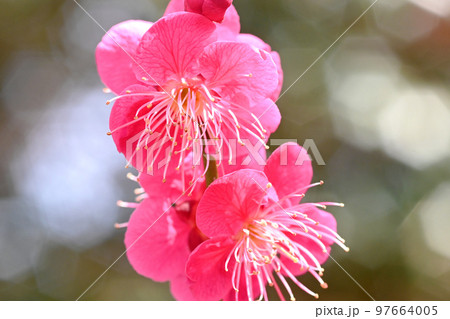 梅林公園の梅の花 梅林公園の梅の花 97664005