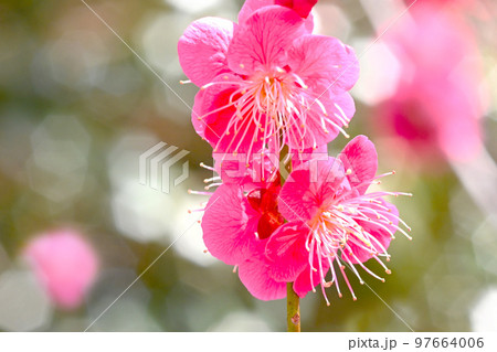 梅林公園の梅の花 梅林公園の梅の花 97664006