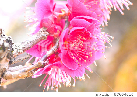 　梅林公園の梅の花　 97664010