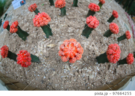 the cactus at the glasshouse, the nature concept 11 Nov 2012 97664255