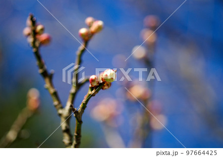 白梅の蕾 97664425
