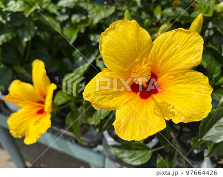 初夏の日差しと黄色いハイビスカスの花 97664426