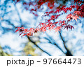 紅葉 97664473