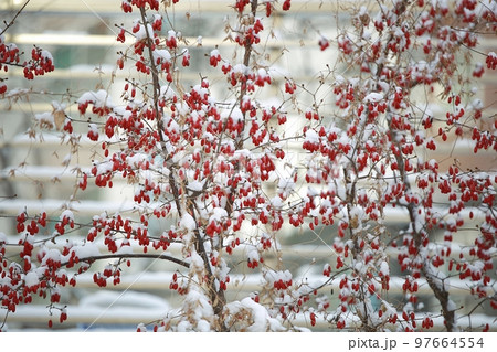 目 冬 白 97664554