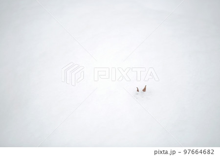 目 冬 白 97664682