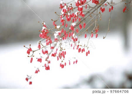 目 冬 白 97664706